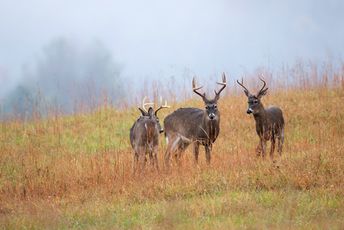 when to use calls for whitetail deer
