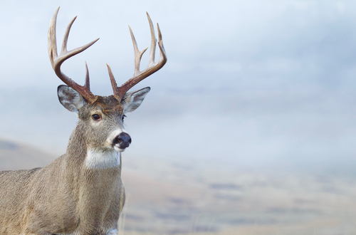 when to use calls for whitetail deer