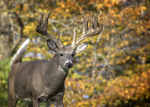 Whitetail Deer Behavior During Rut