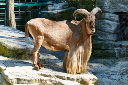 all about the aoudad