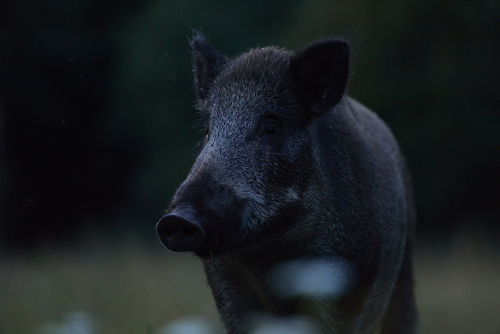 how do hogs at night look eyes