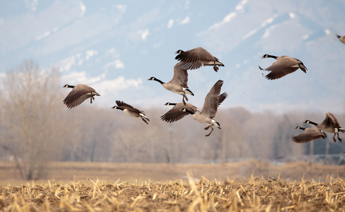 hunting requirements in texas