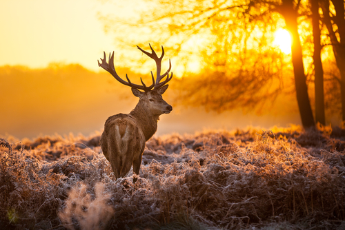 North Texas deer hunting