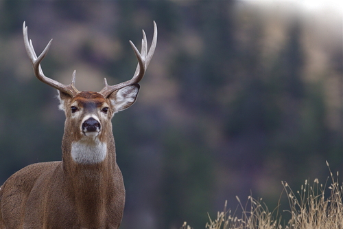 north texas deer hunt