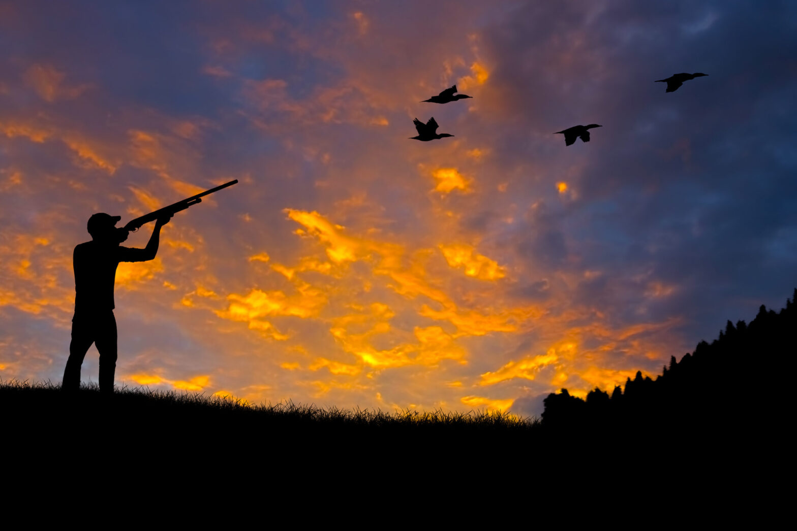popular dove hunting calls