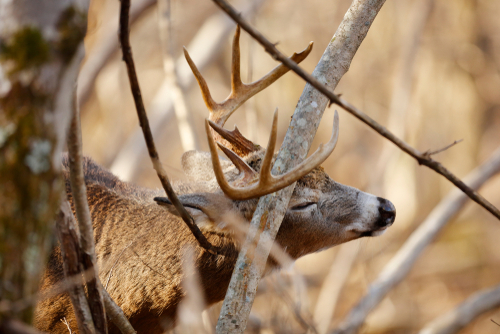 Deer behavior in fall