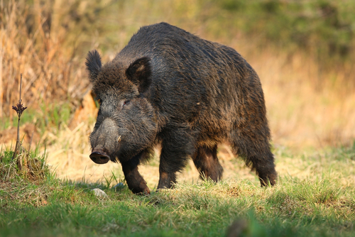 Rules and Recommendations for Texas Hog Hunting