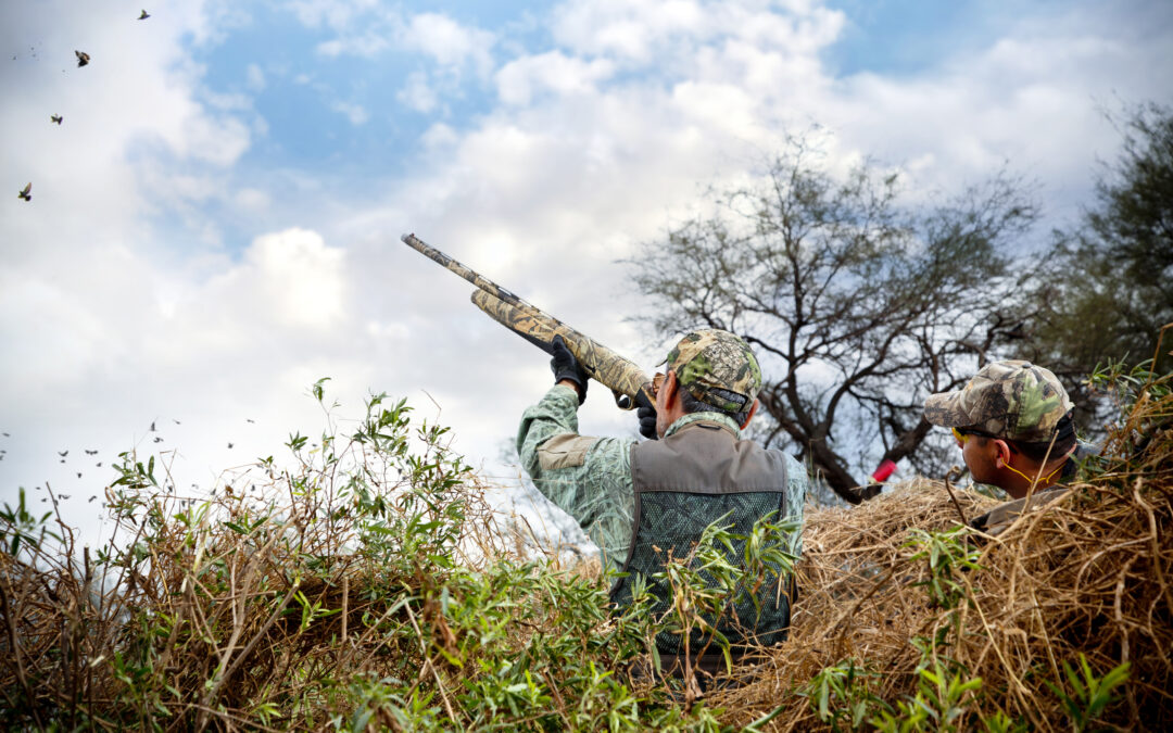 dove hunting season
