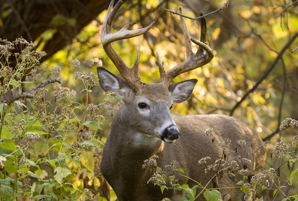 Top 3 Texas Deer Hunting Mistakes