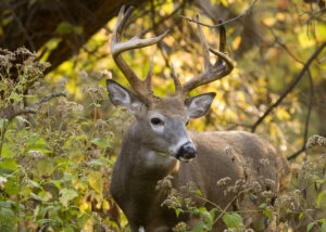 Texas Deer Hunting