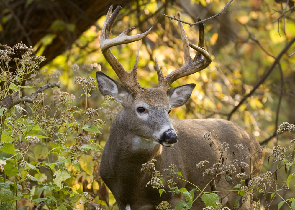 Texas Deer Hunting Whitetail and Exotic hunting ranch in North Texas